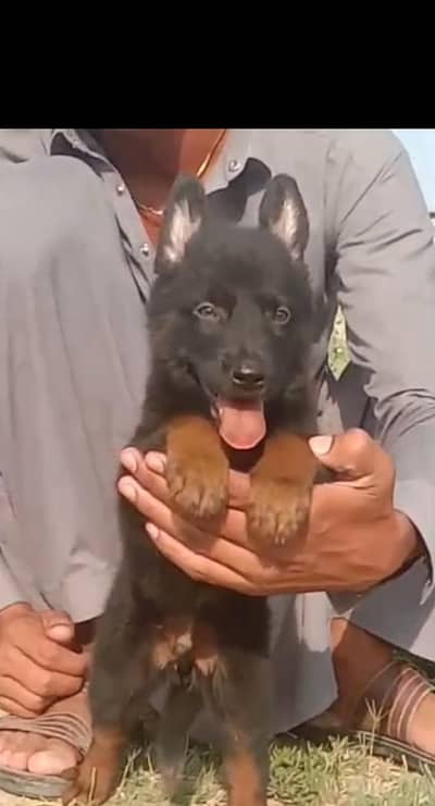 German Shepherd male for sale available
