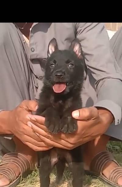 Balck Shepherd male long coat for sale available