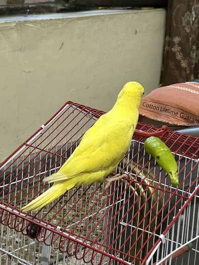 Ringneck Yellow parrot 