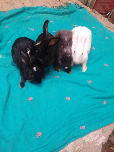 augora rabbits