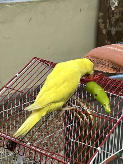 Parrot for sale