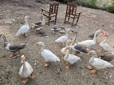 Big Ducks  For Sale