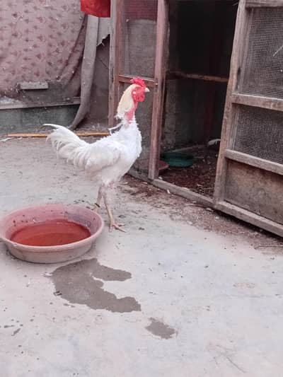 aseel murga murgi