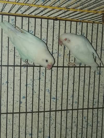 Quality birds complete setup available for sale