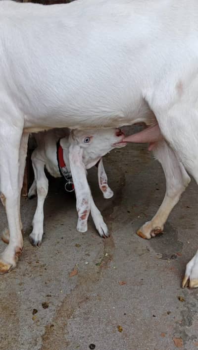 full rajanpuri bakri 4 dant or us kay sath ak female bachi ha 6 month