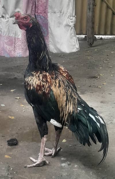 ROOSTER & HEN