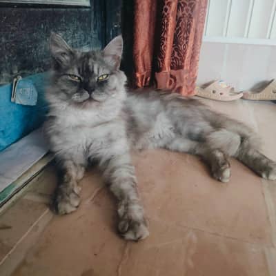 persian gray fluffy cat