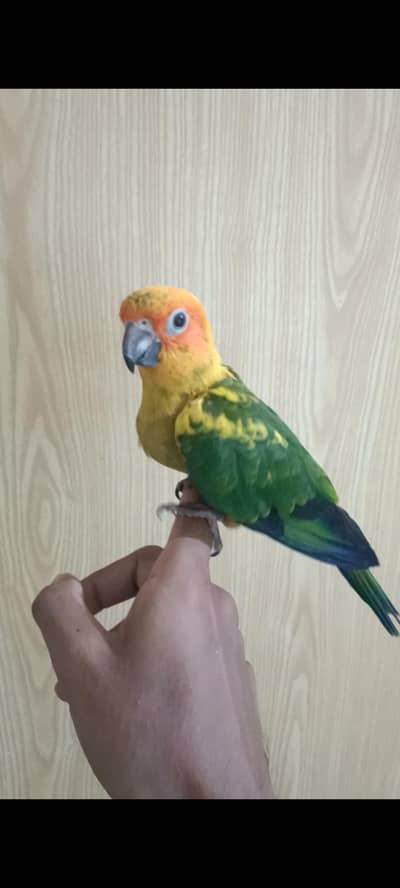 Blue Turquoise Hand Tamed and Lovebirds Pale Fallow, Albino, Creamino
