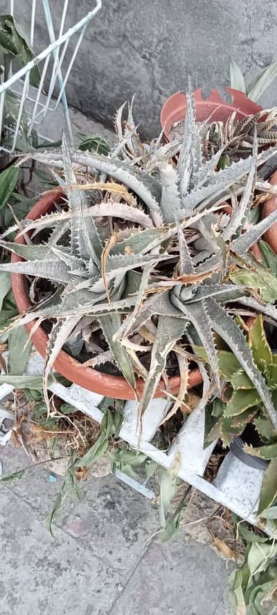 plants for sale