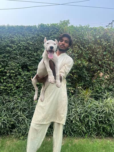 dogo argentinoI IMPORT QUALITY PEDIGREED PUP