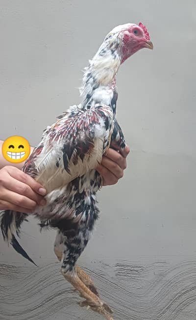 Aseel Pair For Sale | Aseel Rooster and Hen for sale