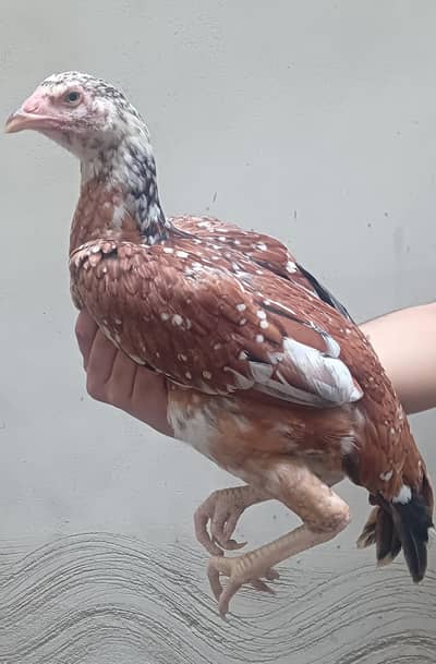 Aseel Hen For Sale | Aseel Cheena Hen for sale