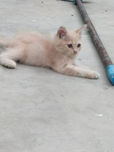 kittens available