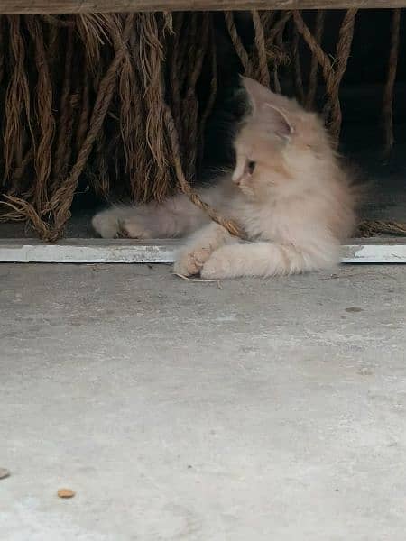 kittens available 1