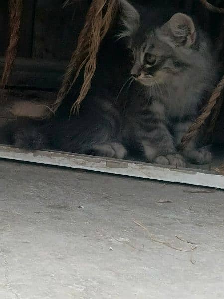 kittens available 2