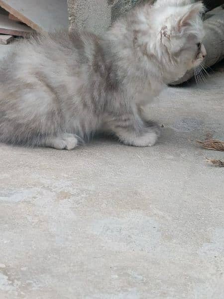 kittens available 3