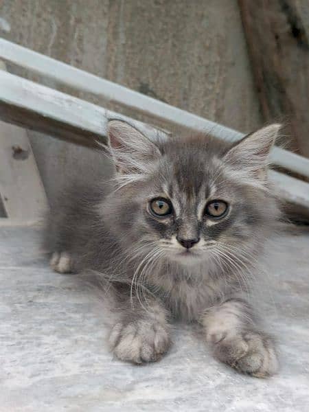 kittens available 4