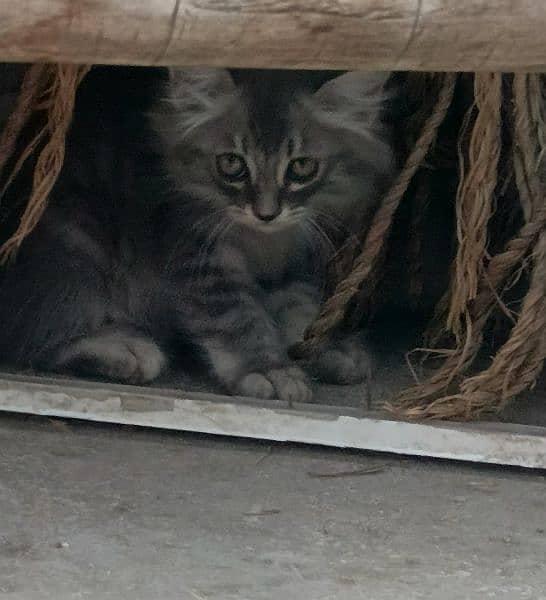 kittens available 5