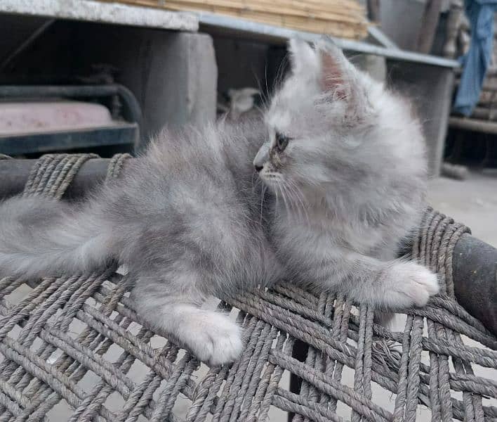 kittens available 6