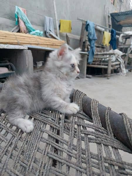 kittens available 7