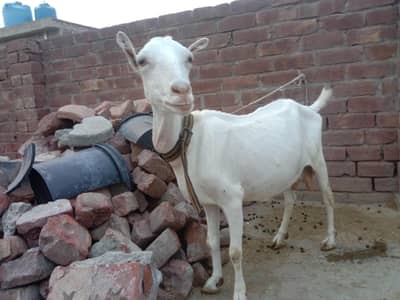 teddy pear gulabi Mel acchi hight mein female dudh deti ha 03219551335