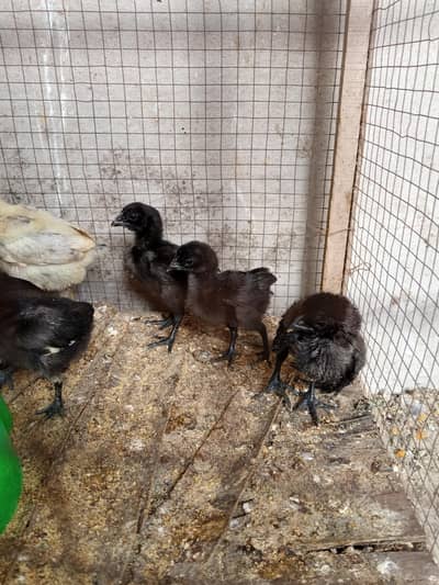 black dragon and burmi chicks w. a03286582464