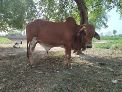 bull for sale
