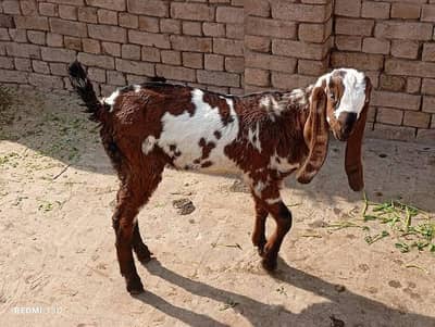 Bakra Neded