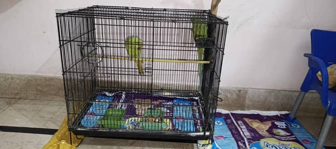 parrot