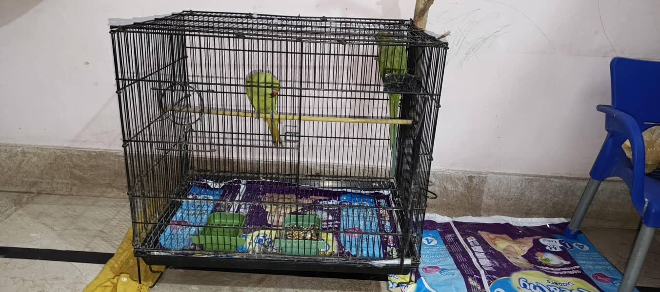 parrot 0