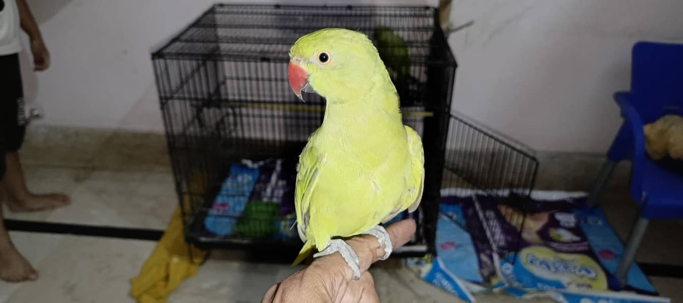 parrot 1