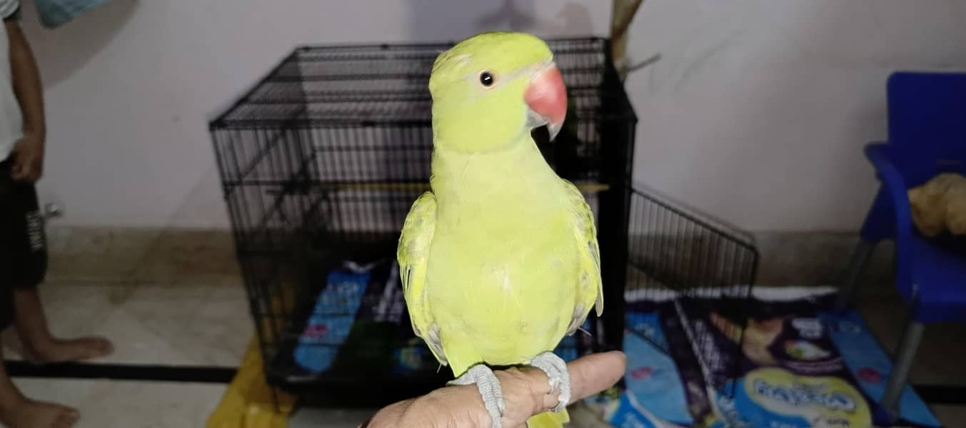 parrot 2