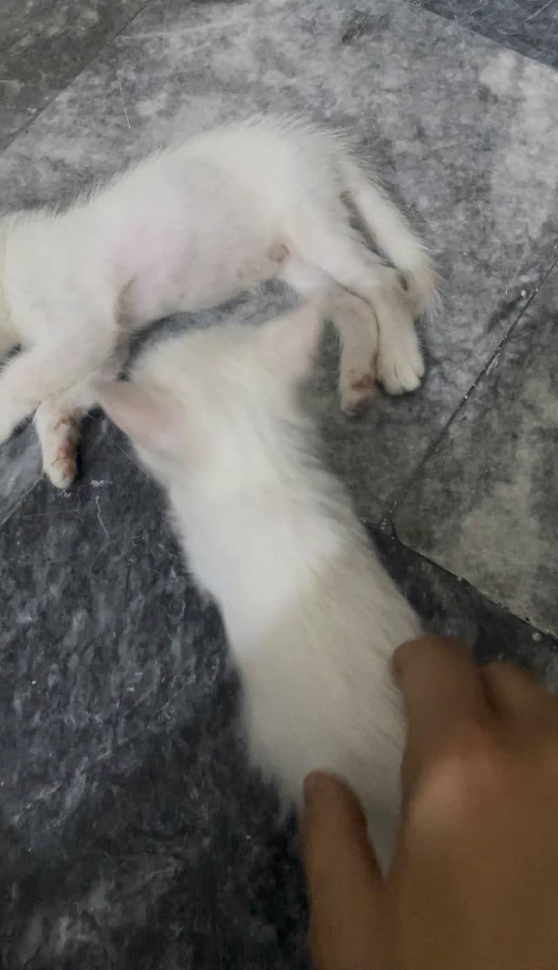 kitten pair 0