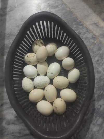Aseel eggs