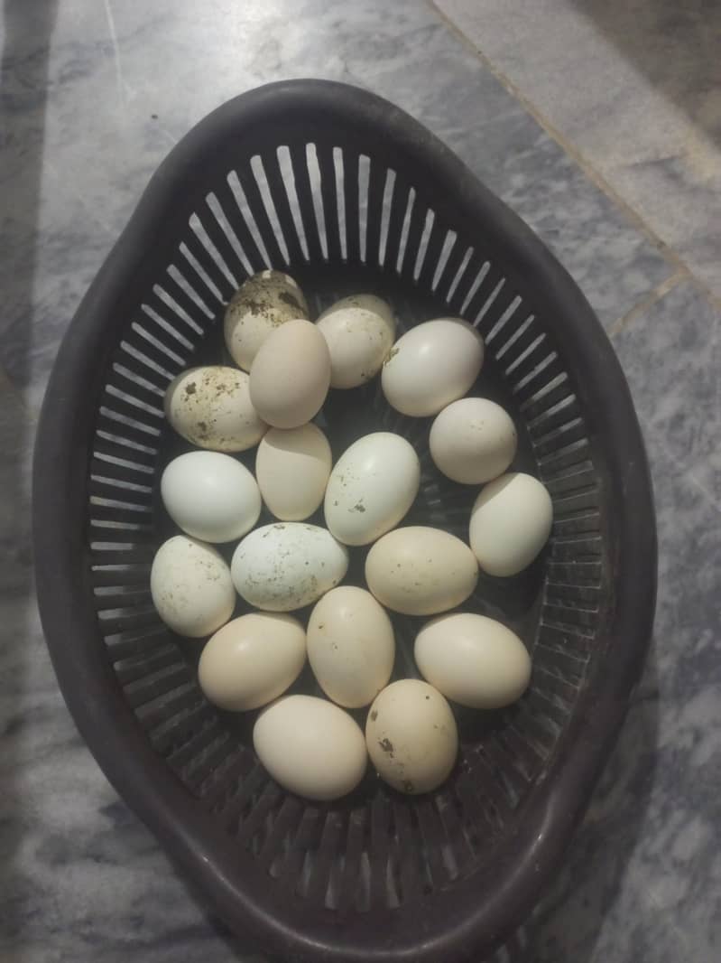 Aseel eggs 0