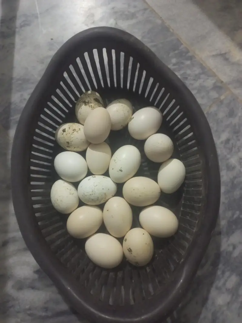 Aseel eggs