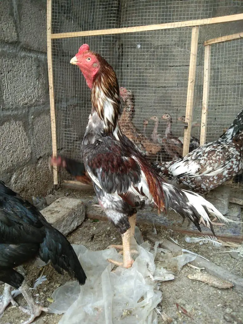 Aseel eggs — photo 4