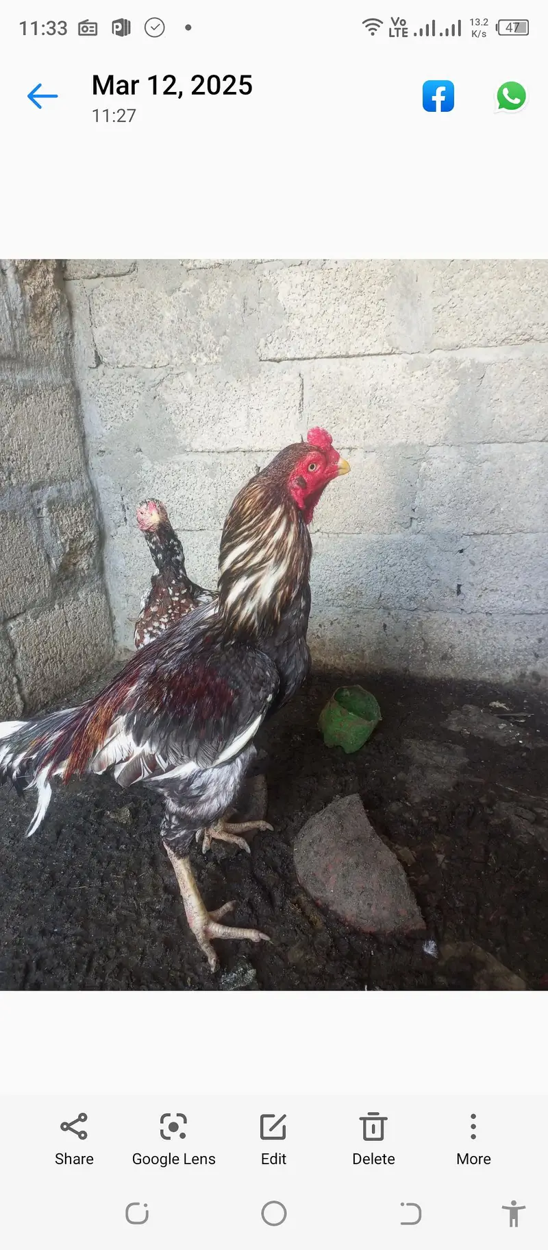 Aseel eggs — photo 5