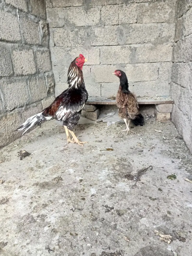 Aseel eggs — photo 6