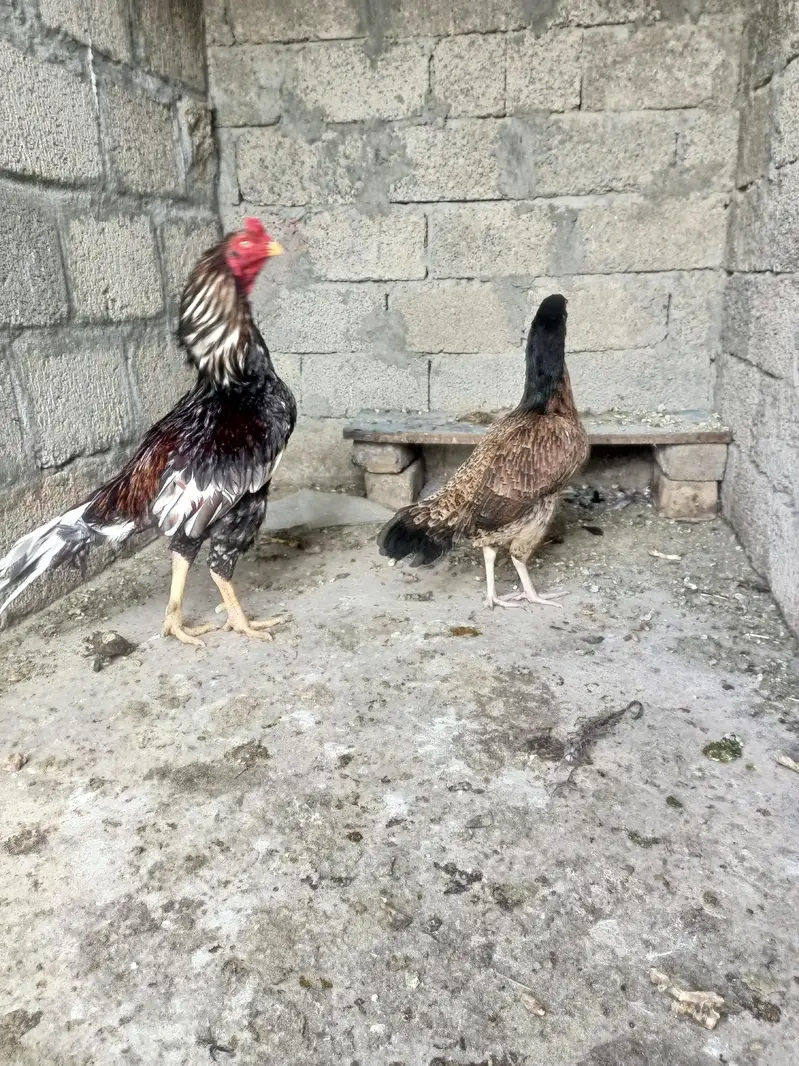 Aseel eggs — photo 7