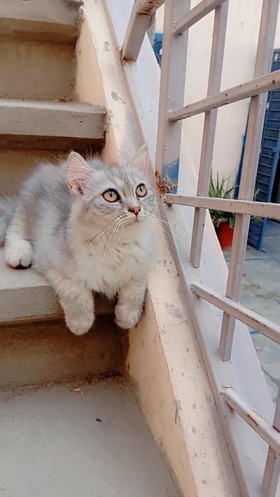 Grey and White Healthy Persian Female Kitten for Sale | Double Coat