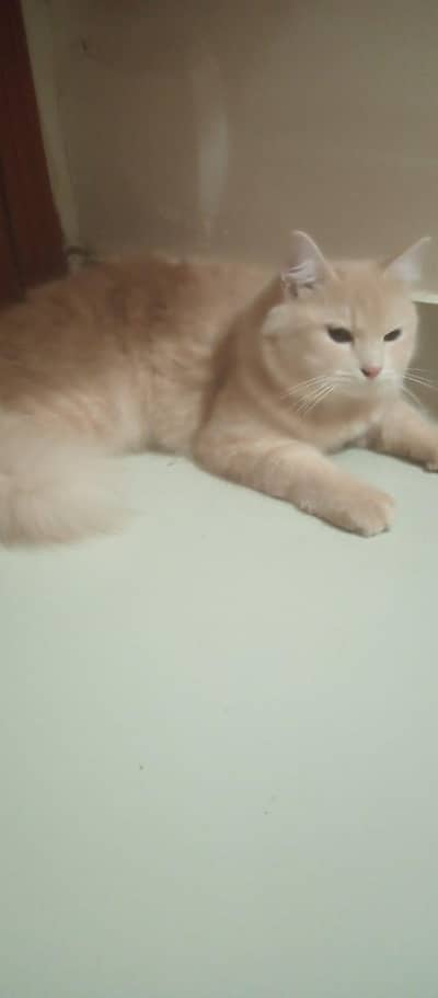 Persian cat