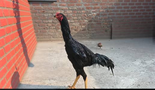 shamo | Black Shamo | German Shamo | Black Shamo Pair For Sale