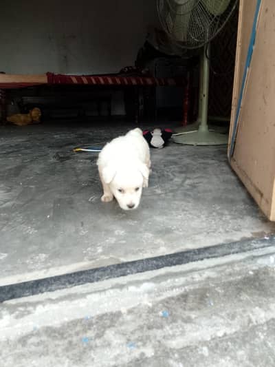 pissta pure white male