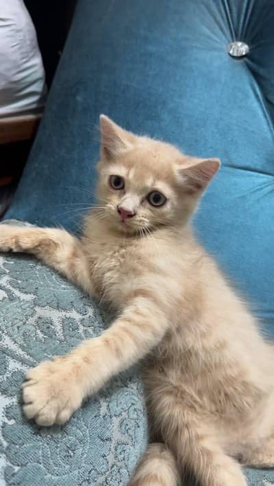 Persian kittens pair available