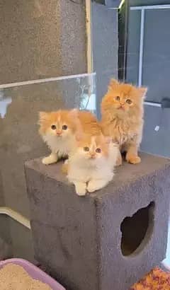 Show Quality persian triple or double coated For sale in cheapest pric