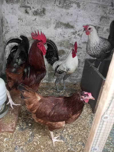 1 feumi hen pir 1 pir rir peur egg de rahy hain