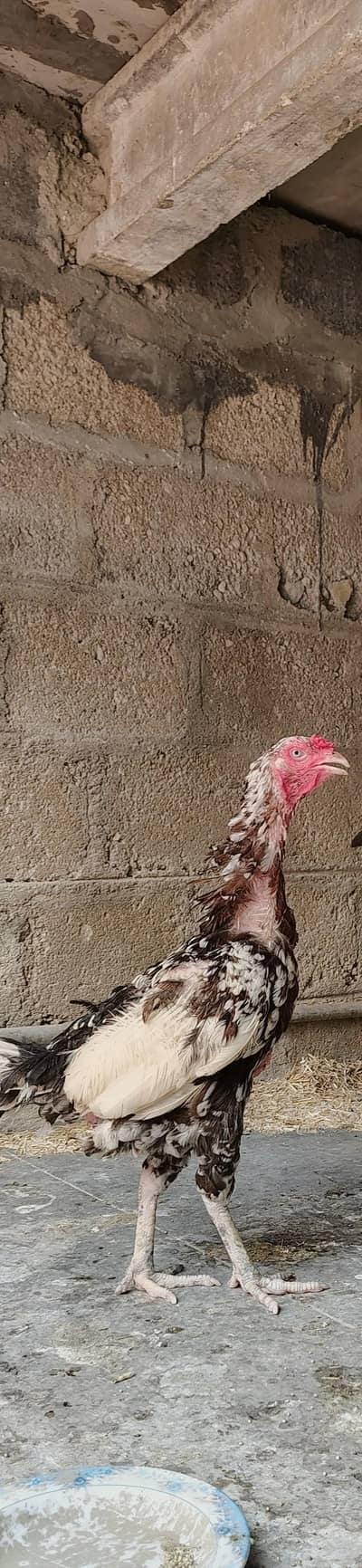 Selling Hens