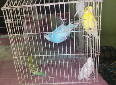 parrot baby 8 piece with cage