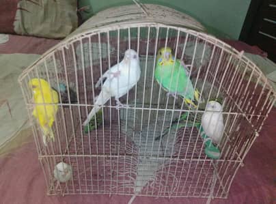 parrot baby 8 piece with cage